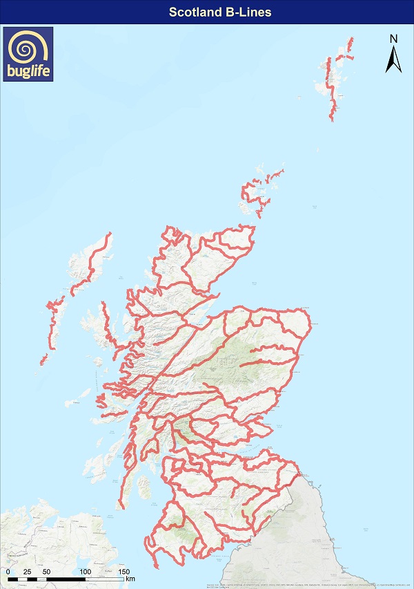 Buglife Launch B-Lines Across Scotland | Scottish Rural Network